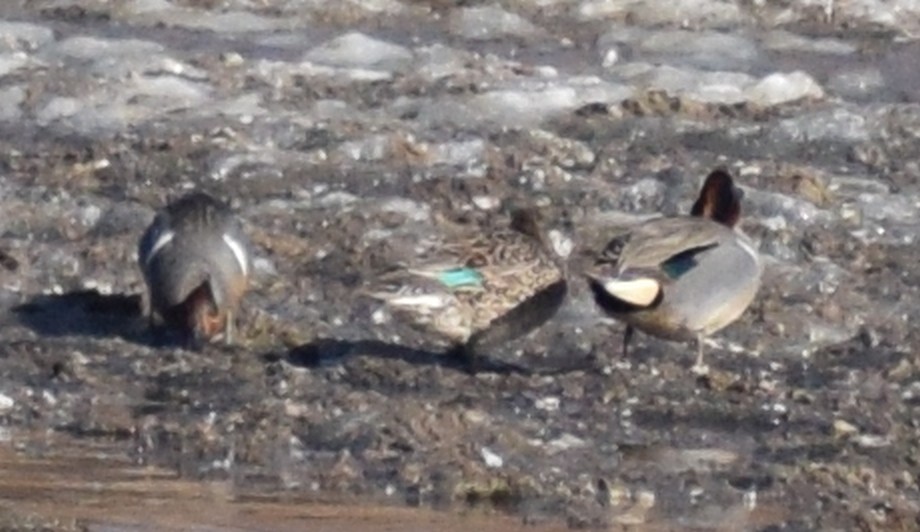 Green-winged Teal - Richard Buist