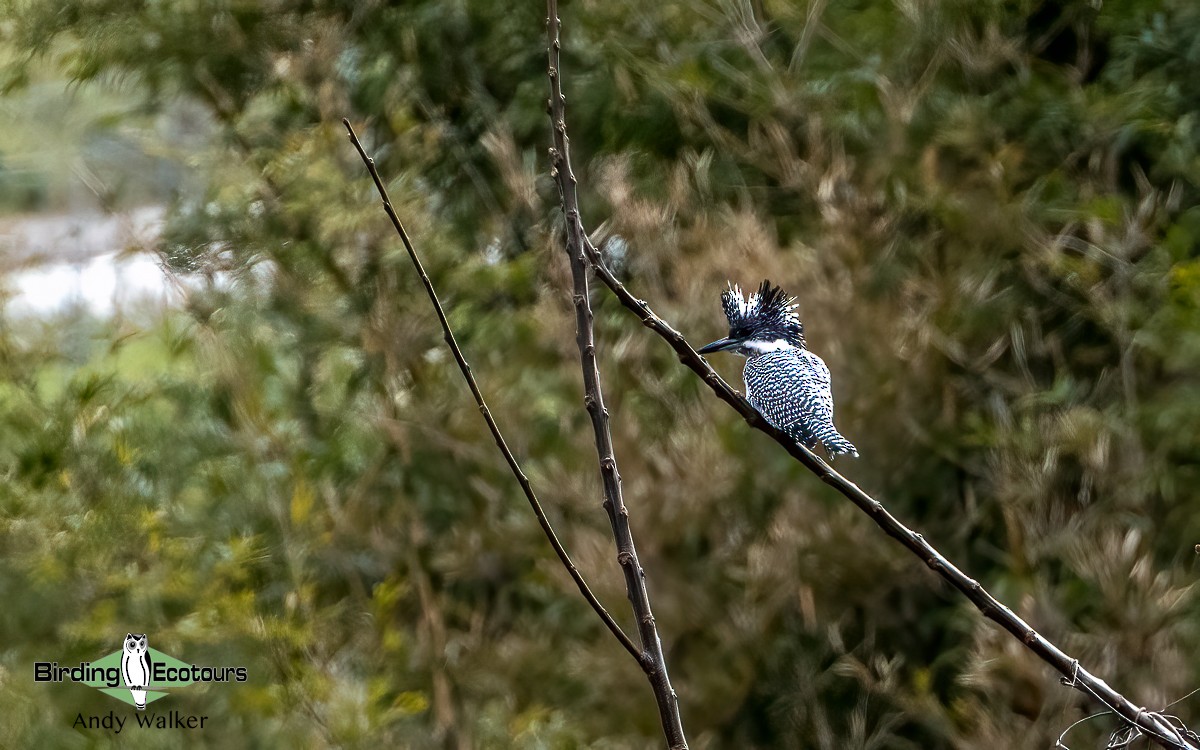 Crested Kingfisher - ML617014080