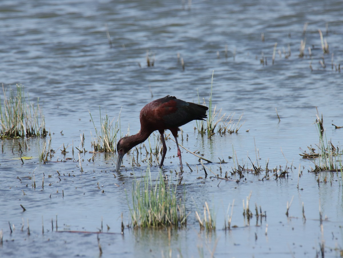 ibis americký - ML617014091