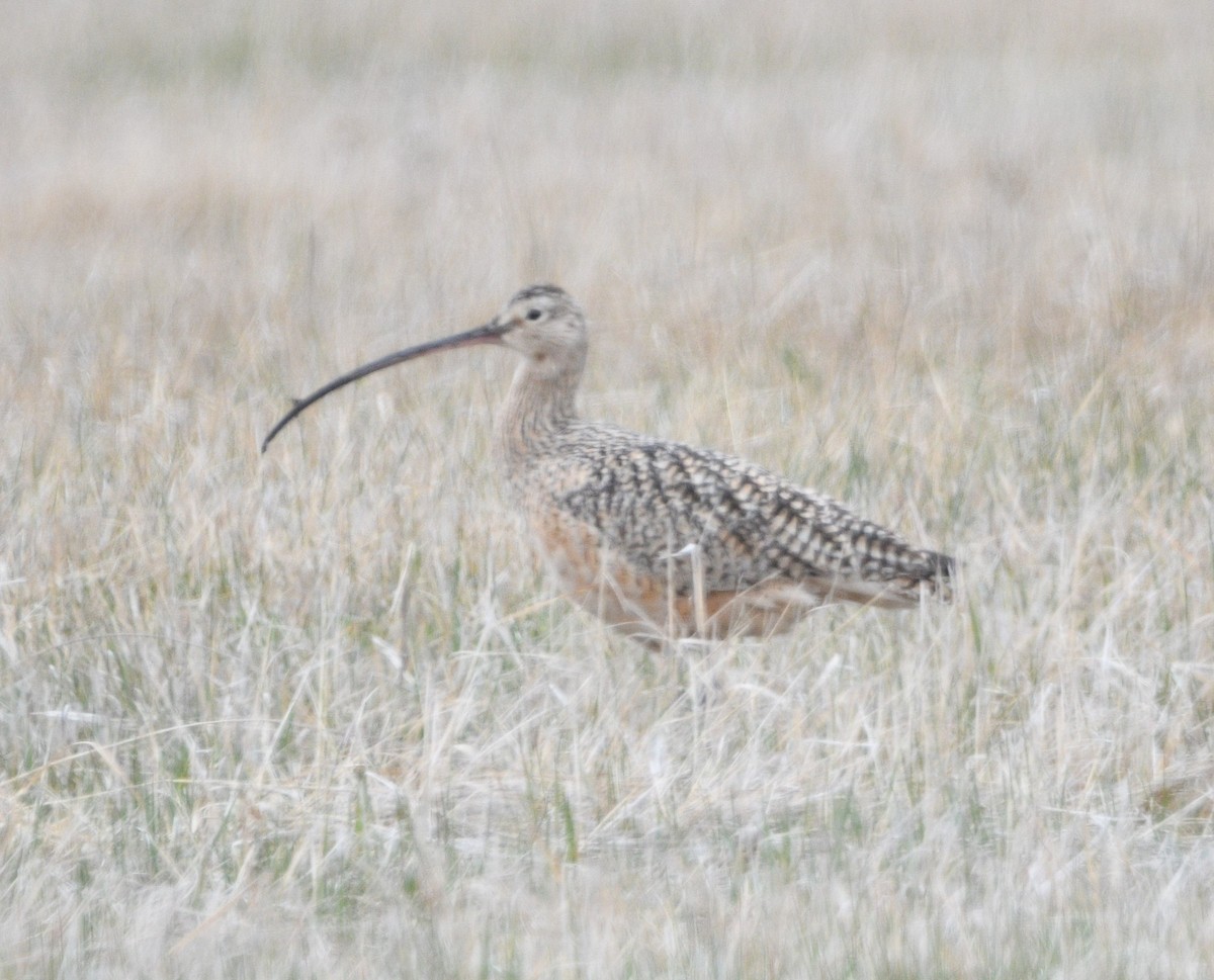 Long-billed Curlew - ML617014100