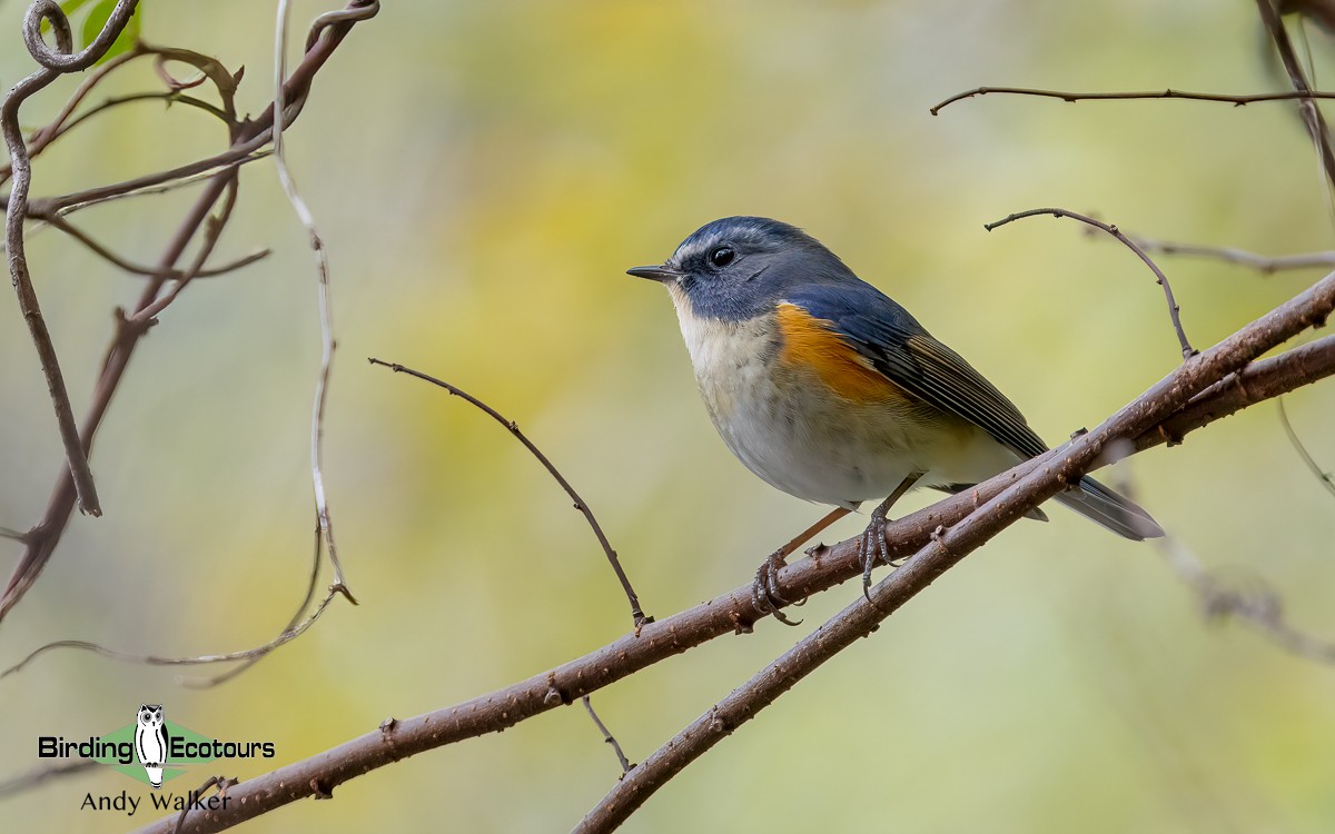 Red-flanked Bluetail - Andy Walker - Birding Ecotours