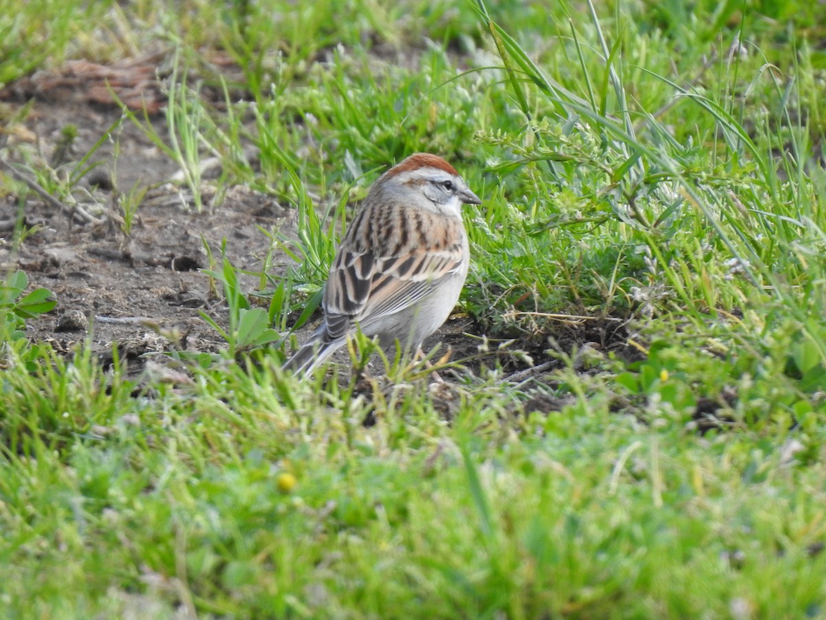 Chipping Sparrow - ML617014171