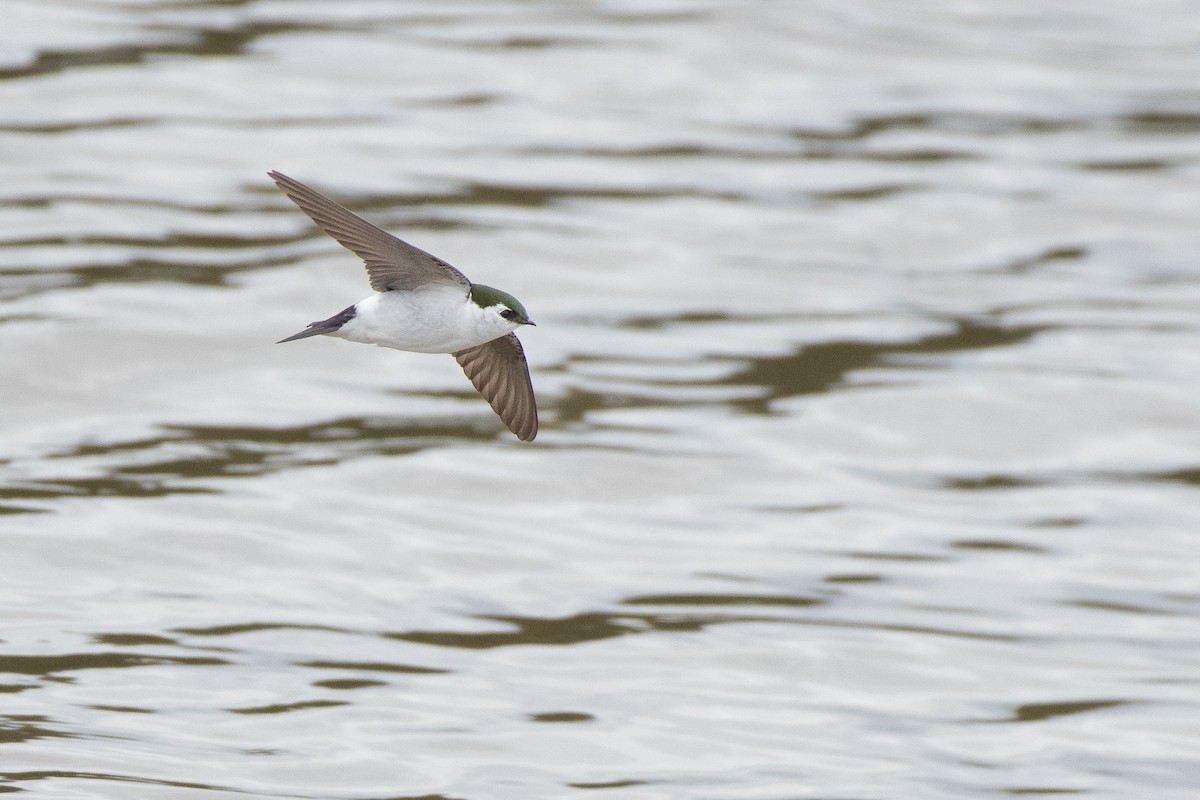 Violet-green Swallow at Abbotsford--Willband Creek Park by Chris McDonald