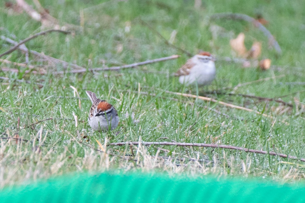 Chipping Sparrow - ML617014371