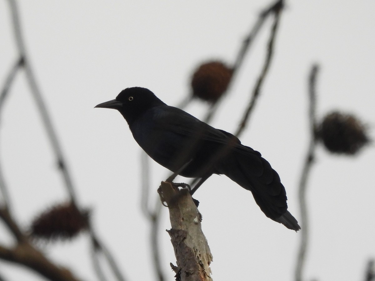 Boat-tailed Grackle - ML617014428