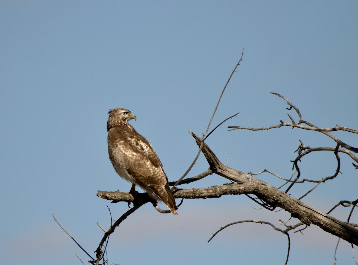 Red-tailed Hawk - ML617014473