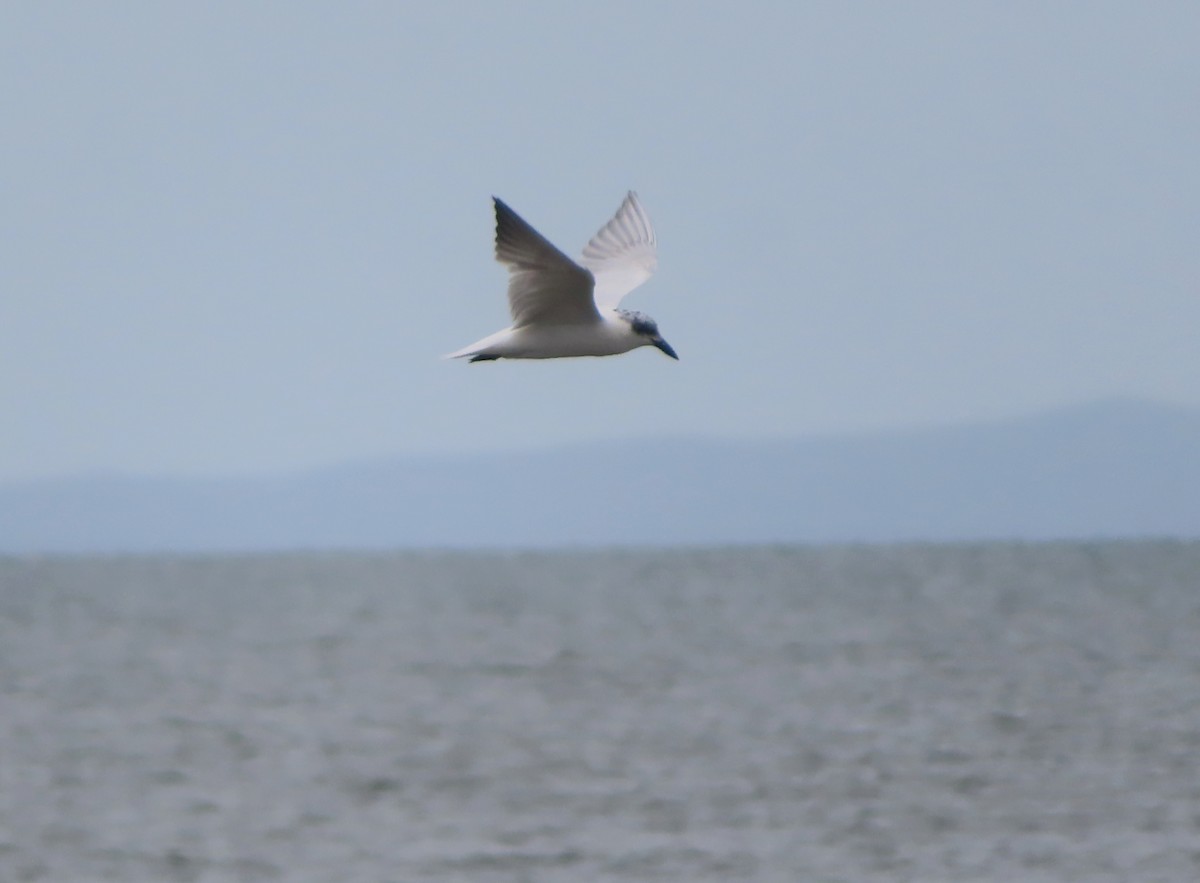 Australian Tern - ML617014494