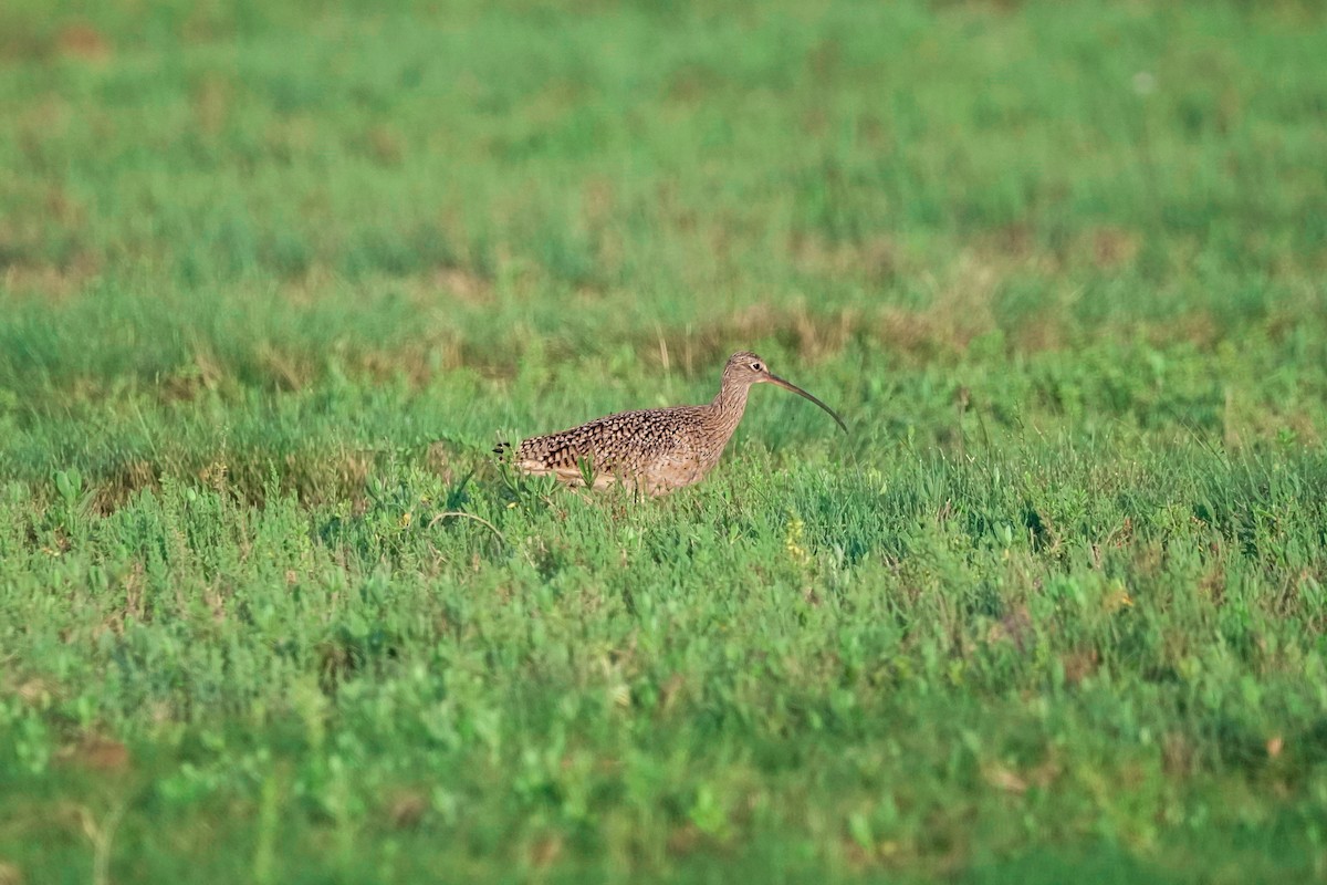 Long-billed Curlew - ML617014575