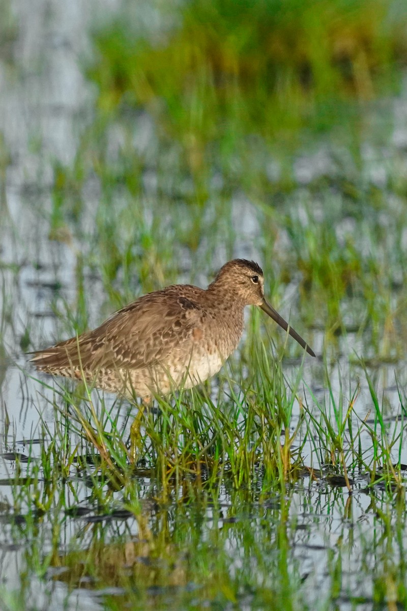 Long-billed Dowitcher - ML617014594