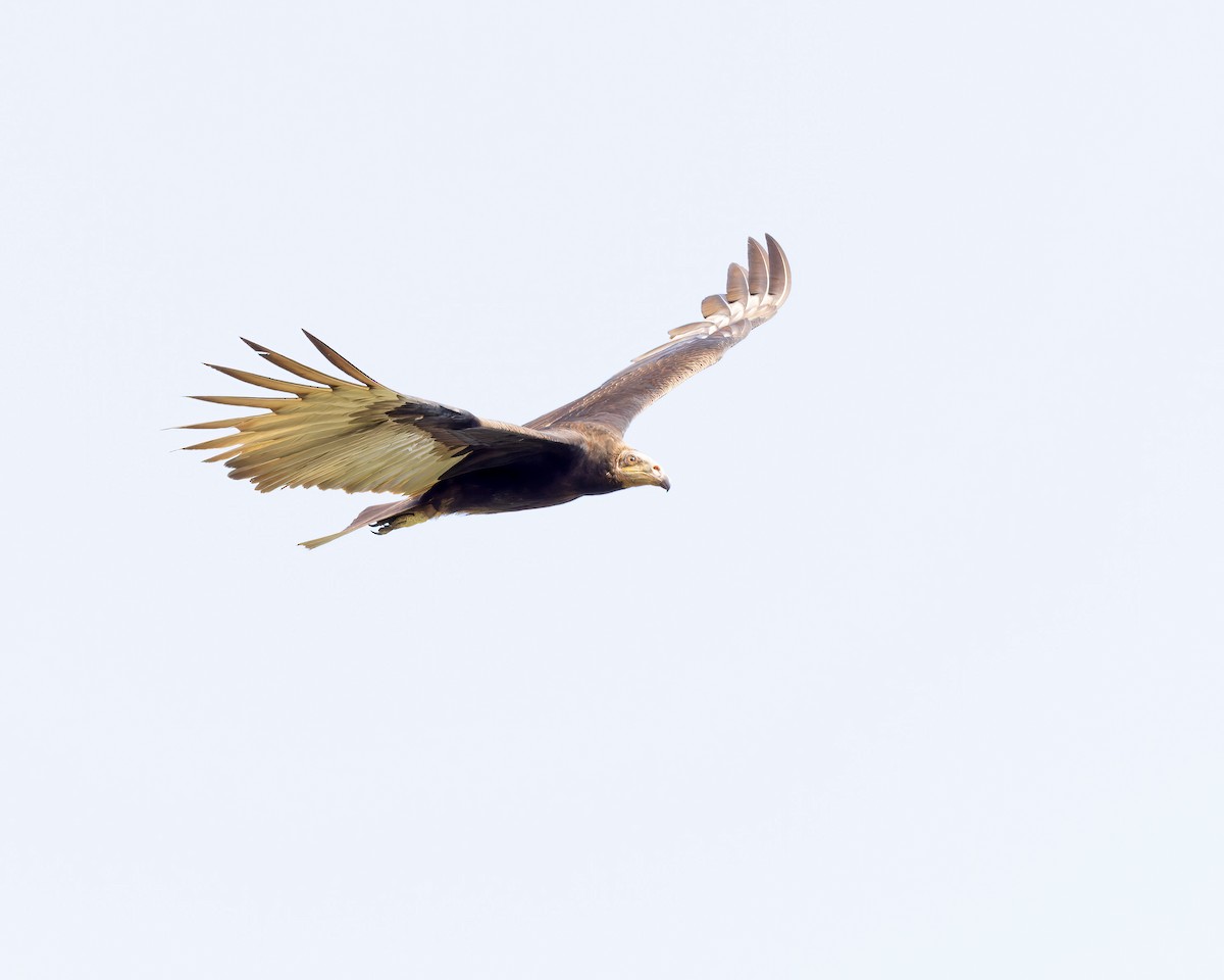 Lesser Yellow-headed Vulture - ML617014876