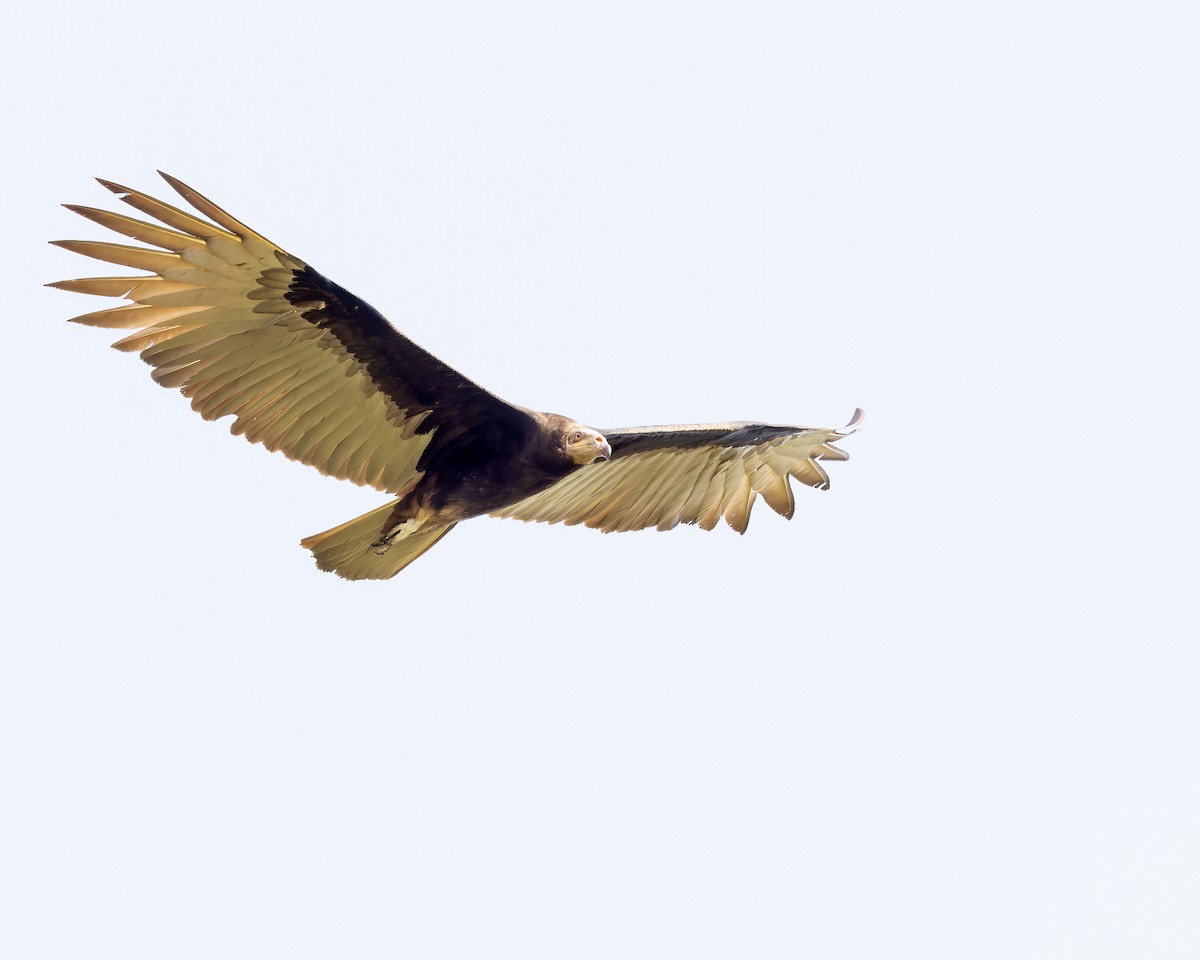 Lesser Yellow-headed Vulture - ML617014877
