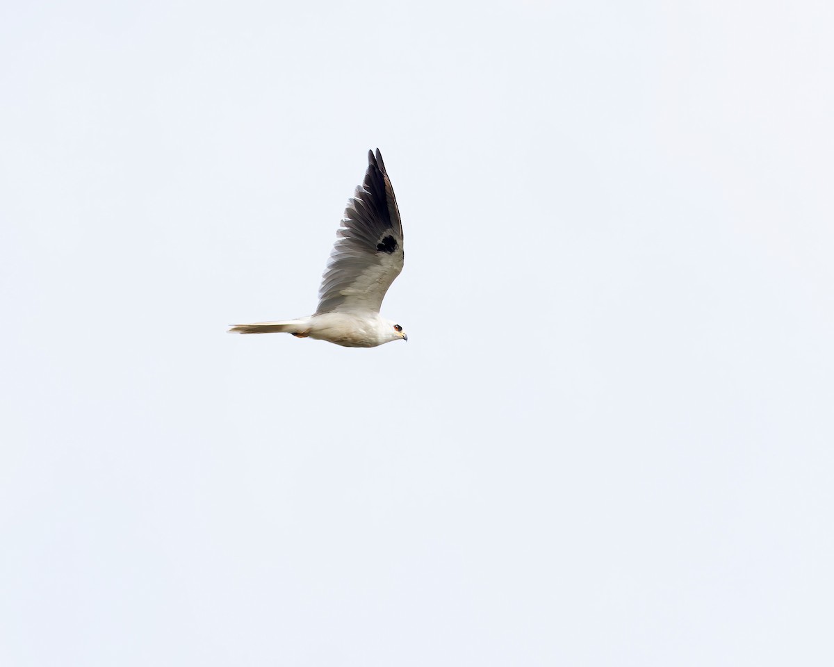 White-tailed Kite - Mark & Teri McClelland