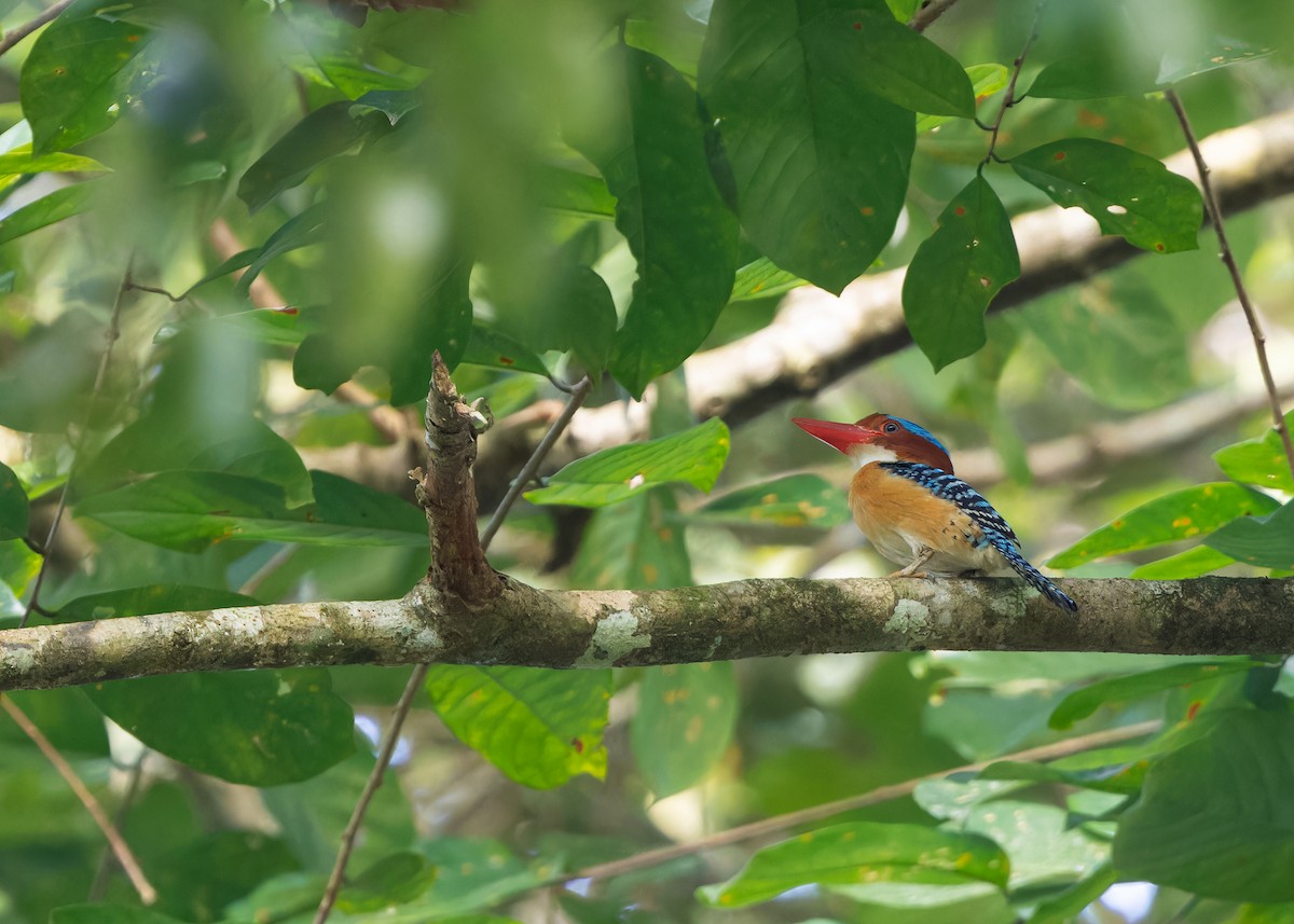 Banded Kingfisher (Banded) - ML617014962