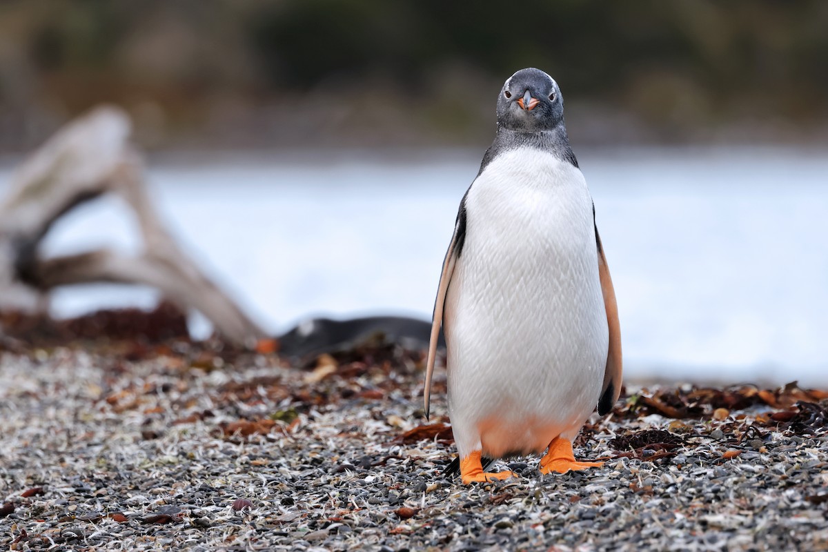 Gentoo Penguin - Nathan Wall