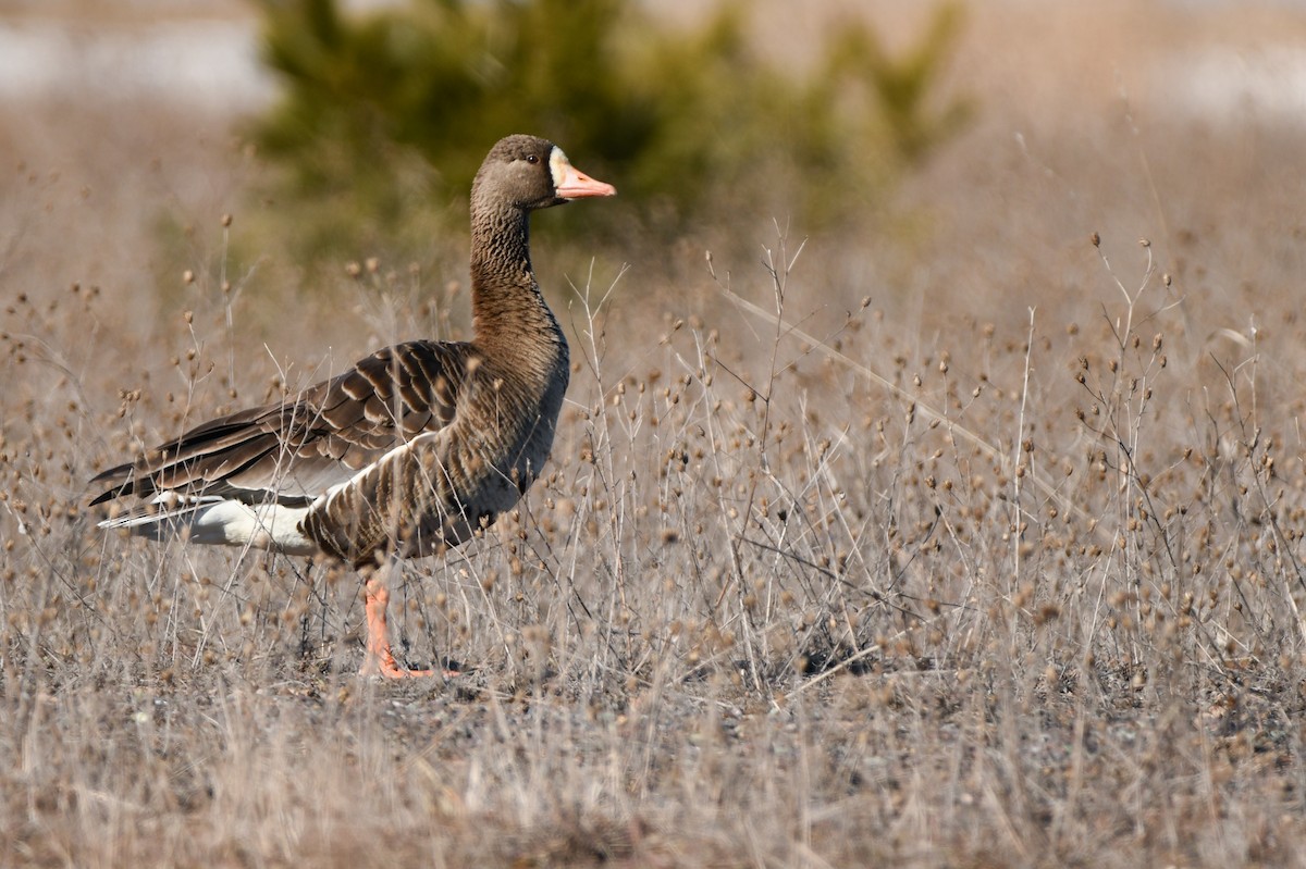Greater White-fronted Goose - ML617014985