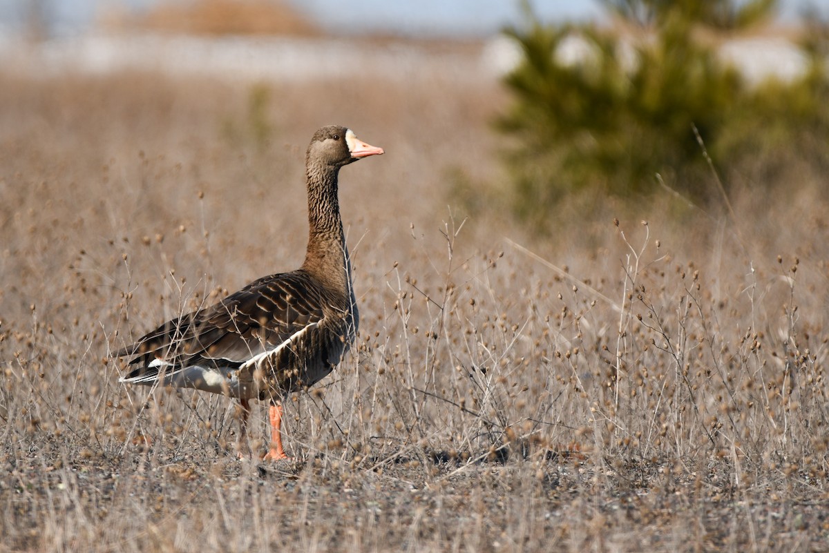 Greater White-fronted Goose - ML617014986