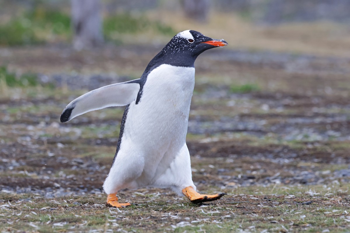 Ослиный пингвин - ML617015043