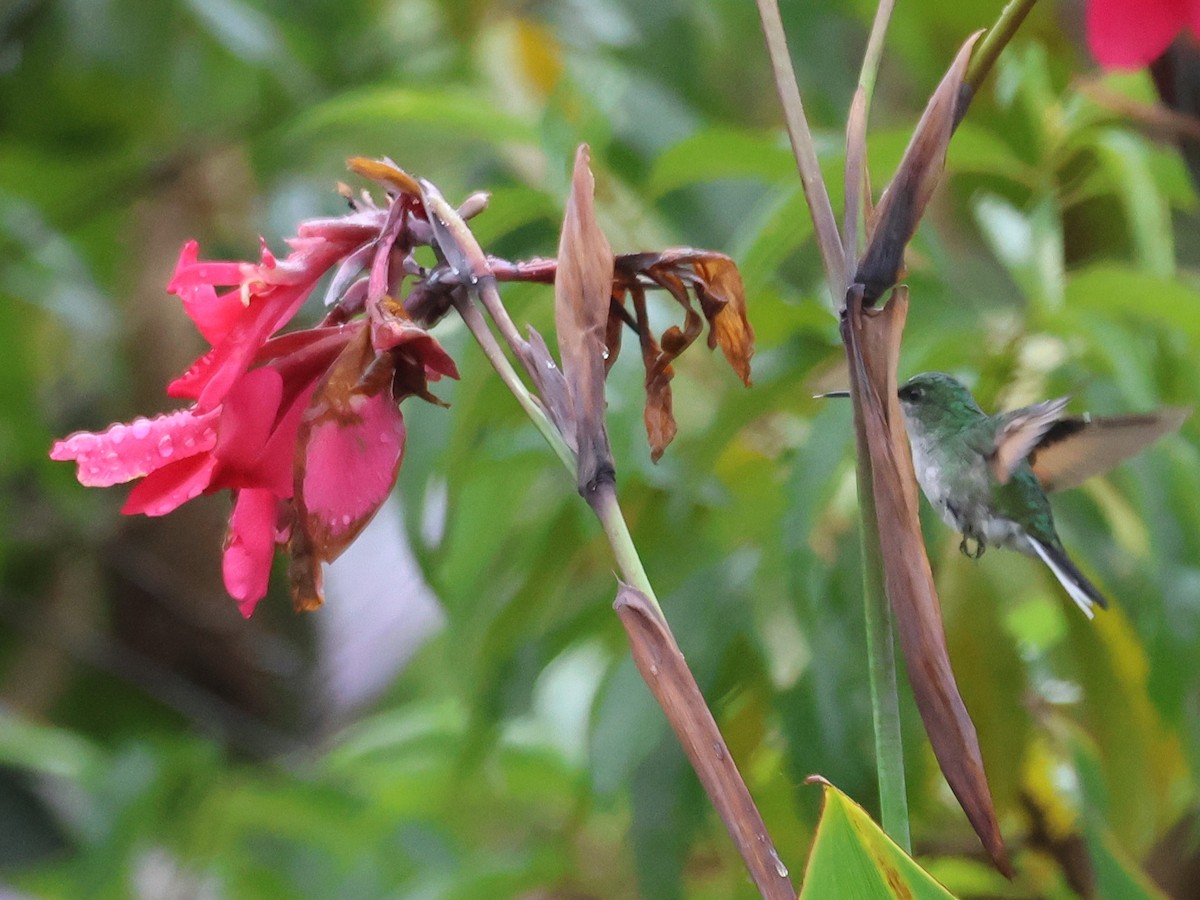 Stripe-tailed Hummingbird - ML617015181