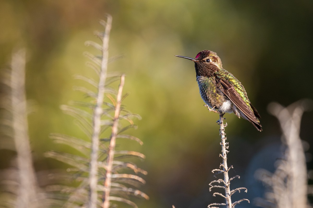 Anna's Hummingbird - ML617015337