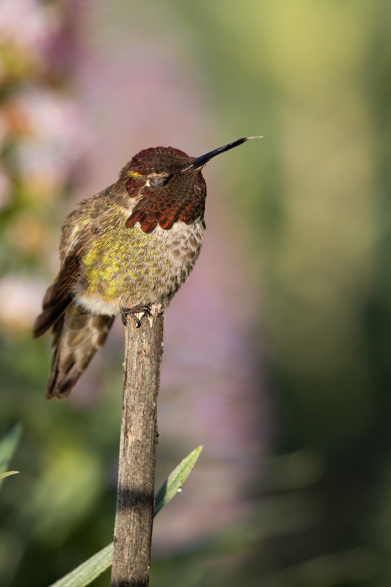 Anna's Hummingbird - ML617015339
