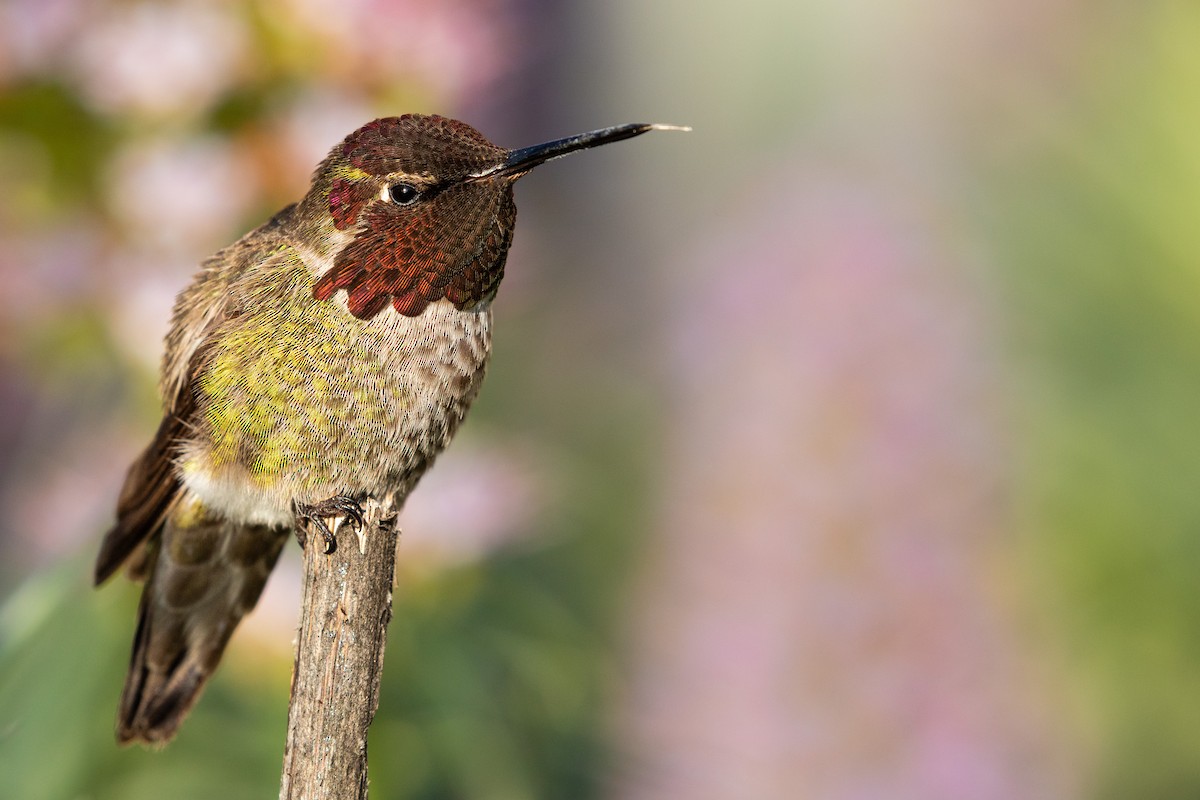 Anna's Hummingbird - ML617015343