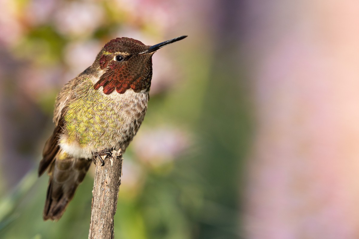 Anna's Hummingbird - ML617015344