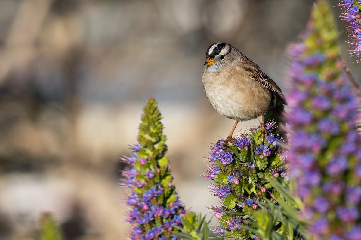 White-crowned Sparrow (pugetensis) - ML617015368