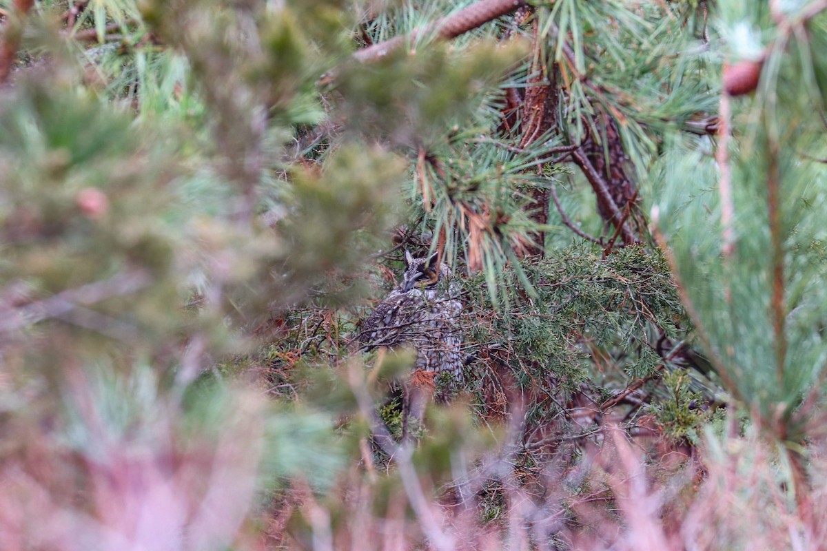 Kulaklı Orman Baykuşu (wilsonianus/tuftsi) - ML617015383