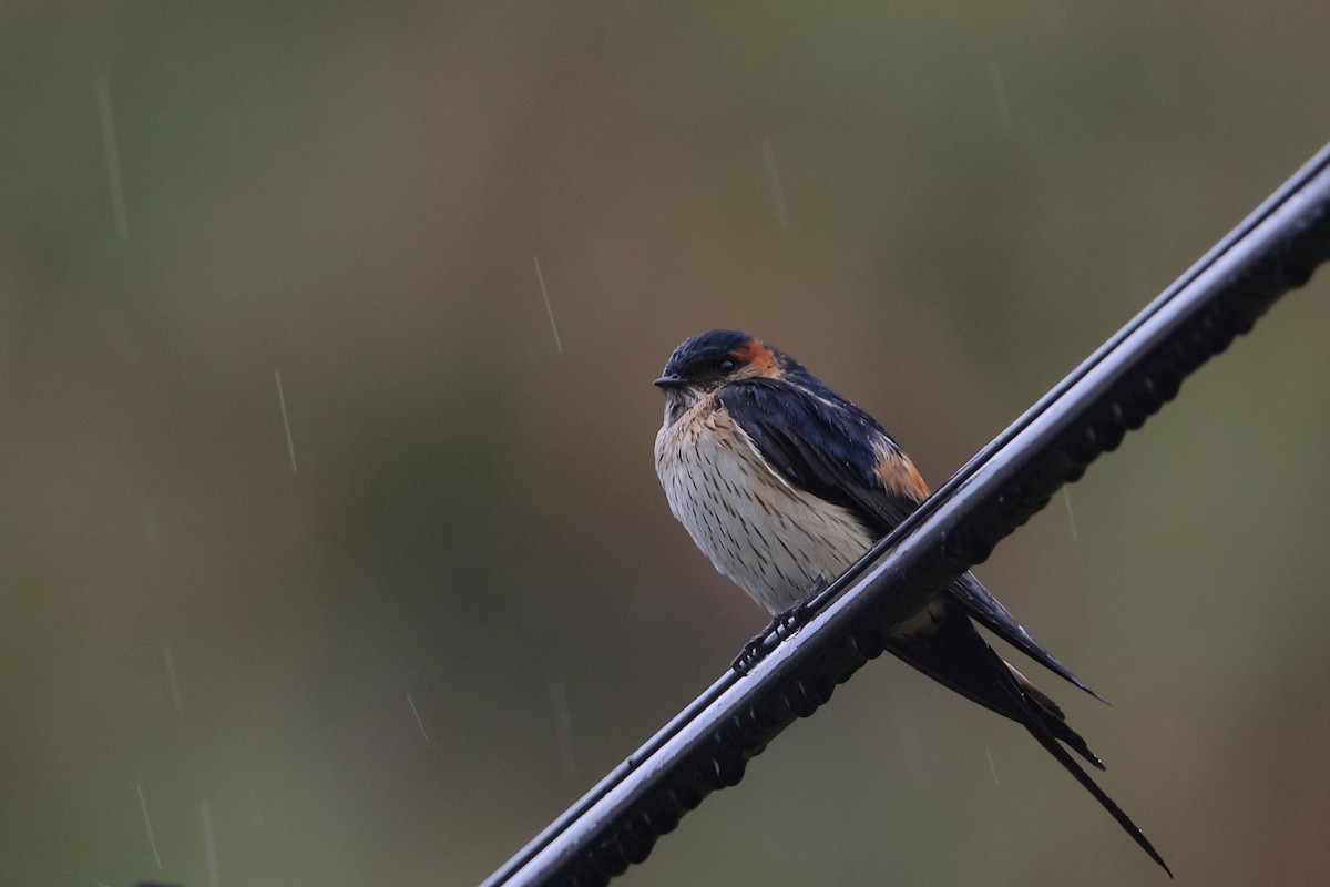 Red-rumped Swallow - ML617015408
