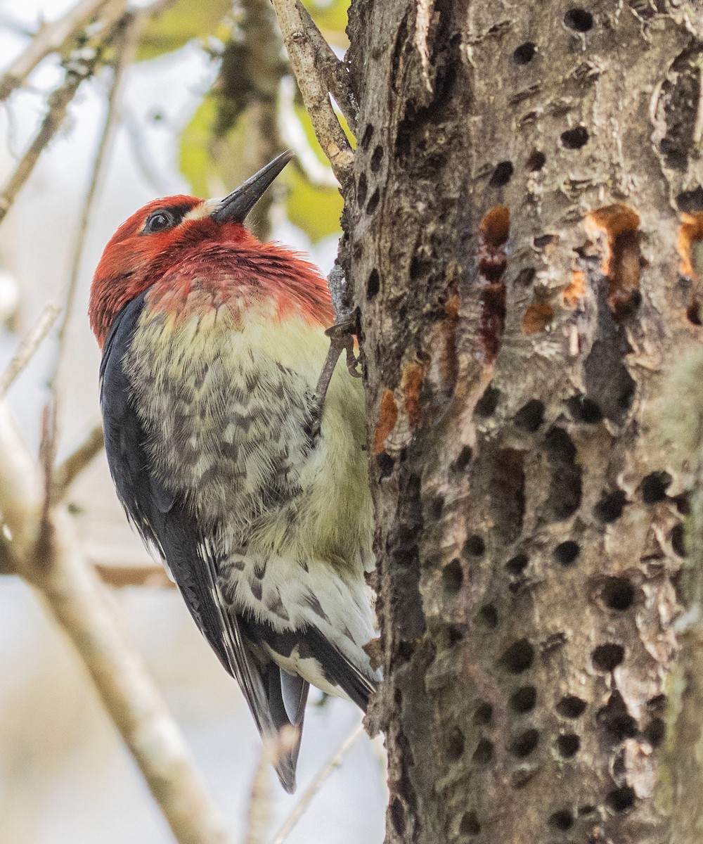 Red-breasted Sapsucker - ML617015456