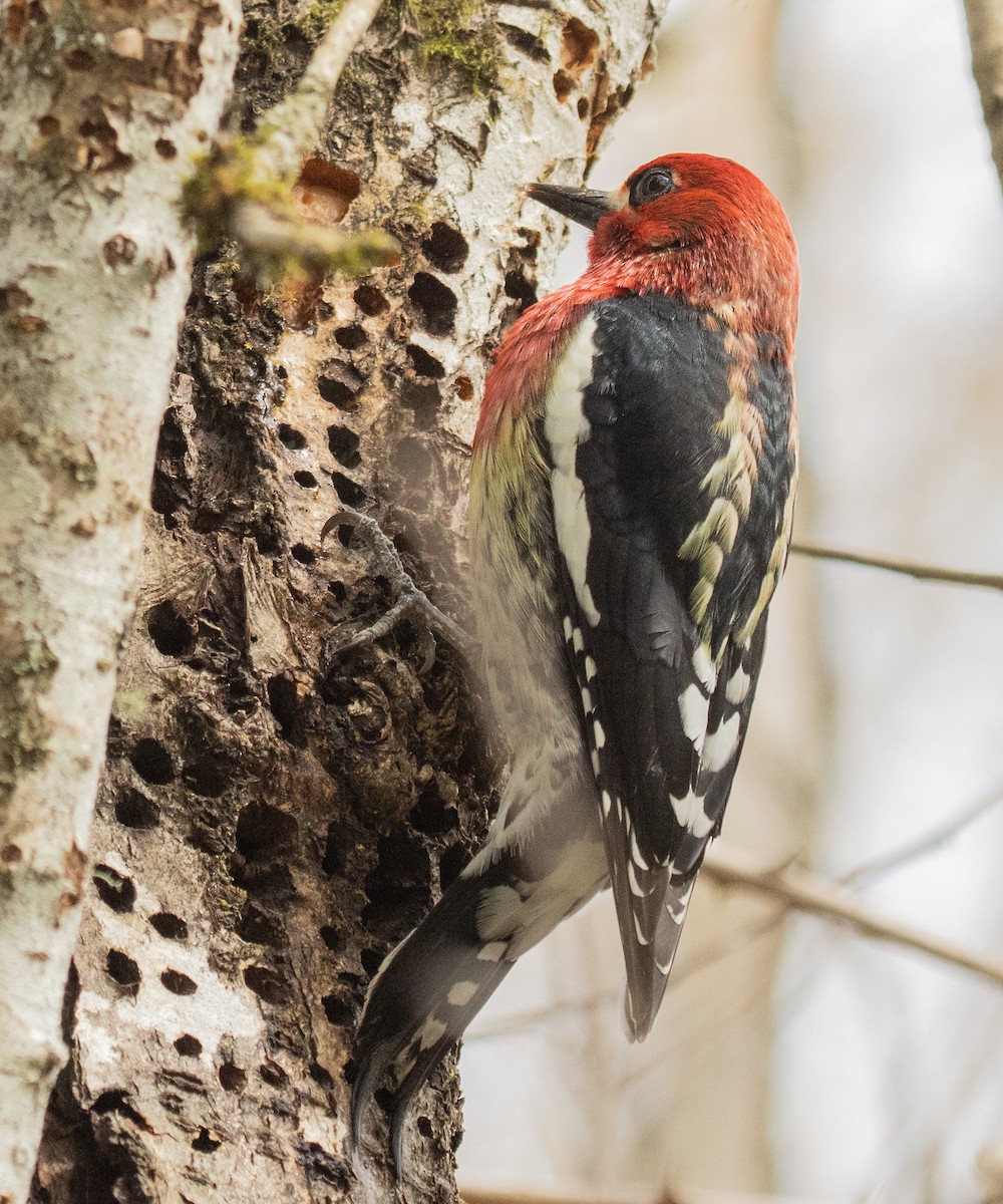 Red-breasted Sapsucker - ML617015457