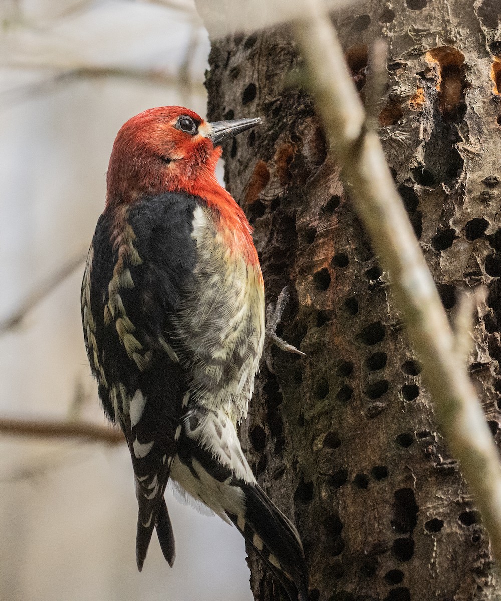 Red-breasted Sapsucker - ML617015459