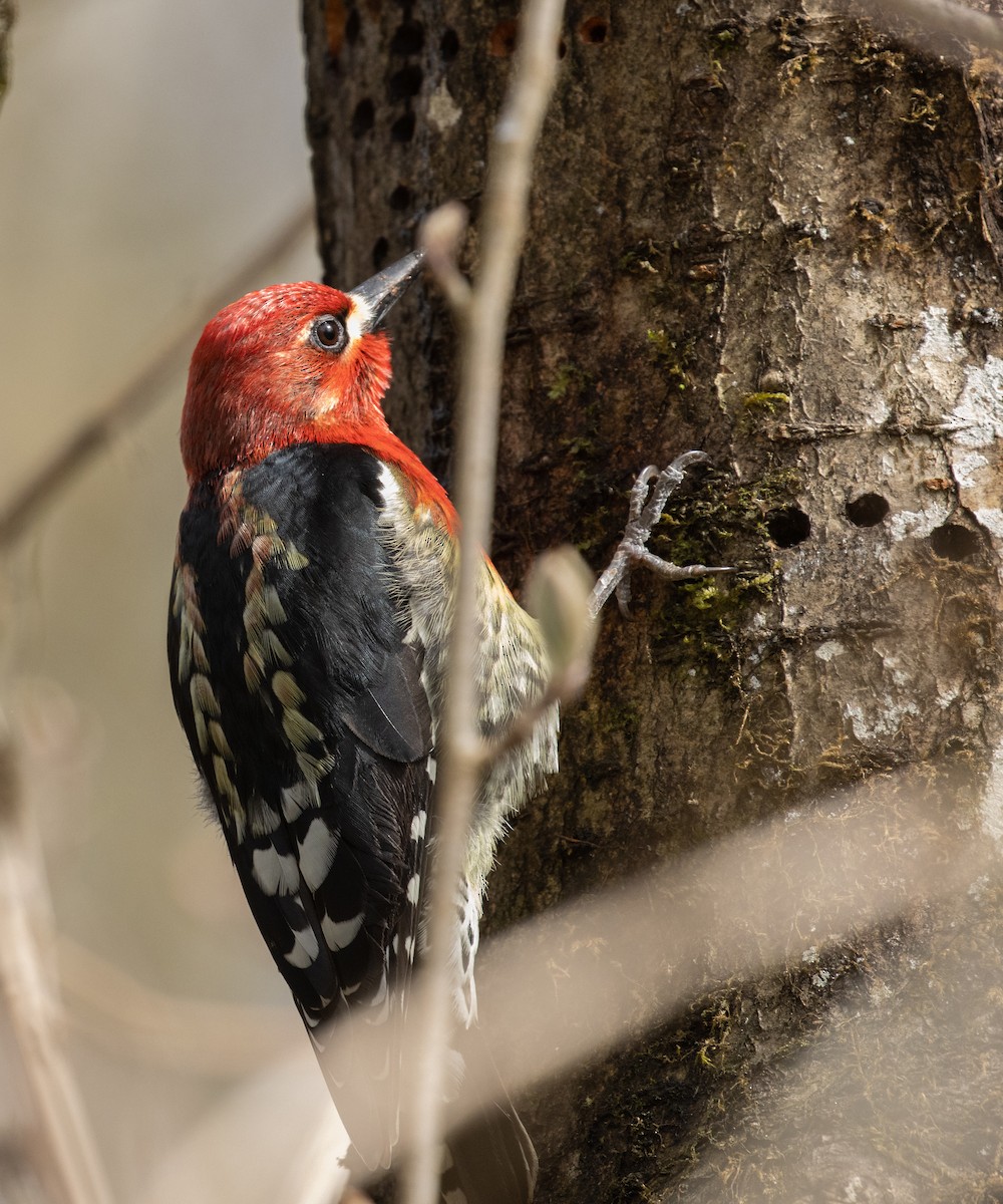 Red-breasted Sapsucker - ML617015460