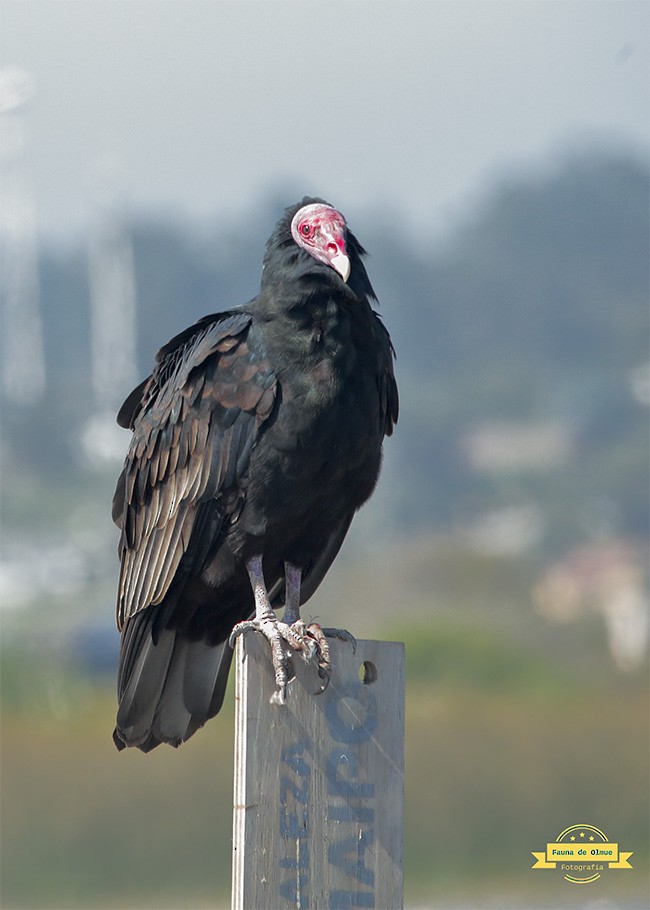 Turkey Vulture - Gonzalo Labarrera