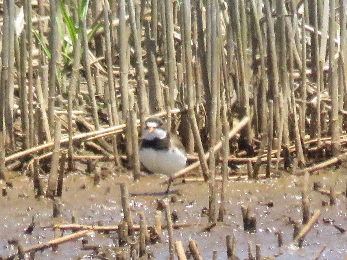 Semipalmated Plover - ML61701551