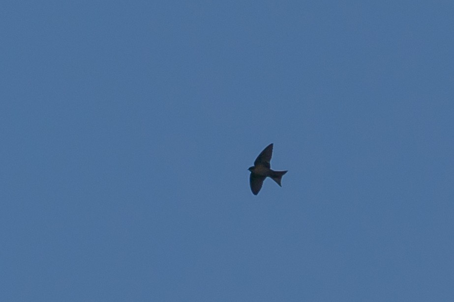 Brown-bellied Swallow - ML617015511