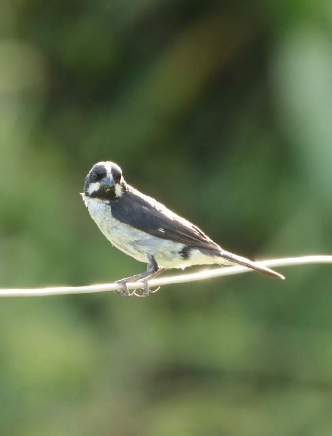 Lined Seedeater - ML617015531