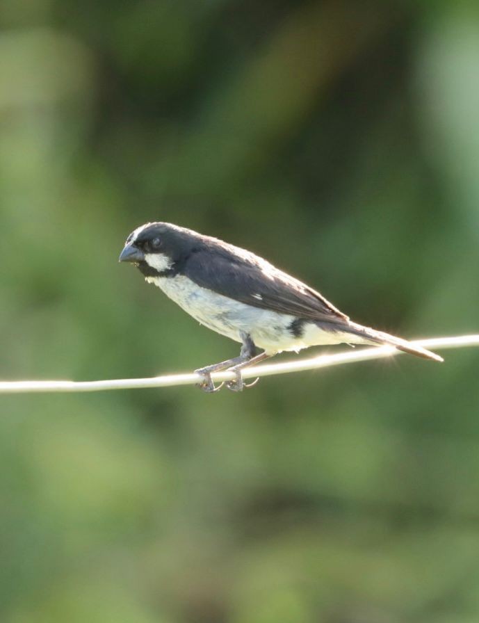 Lined Seedeater - ML617015532