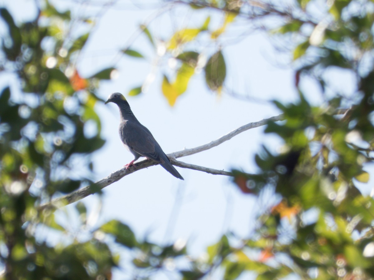 White-crowned Pigeon - ML617015597