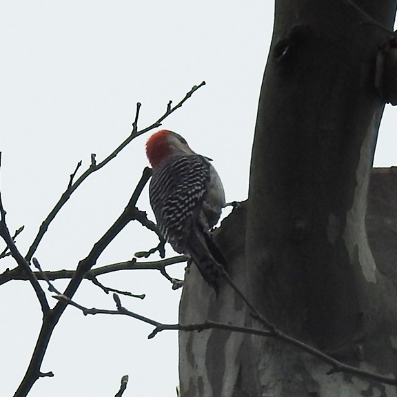 Red-bellied Woodpecker - ML617015648