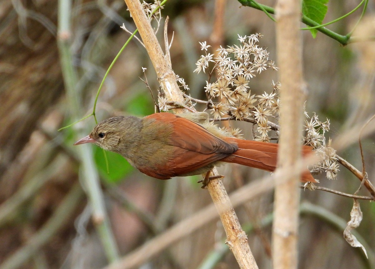 Crested Spinetail - ML617015675