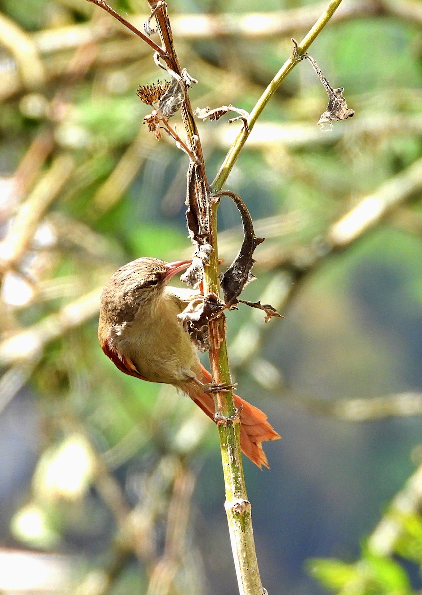 Crested Spinetail - ML617015696