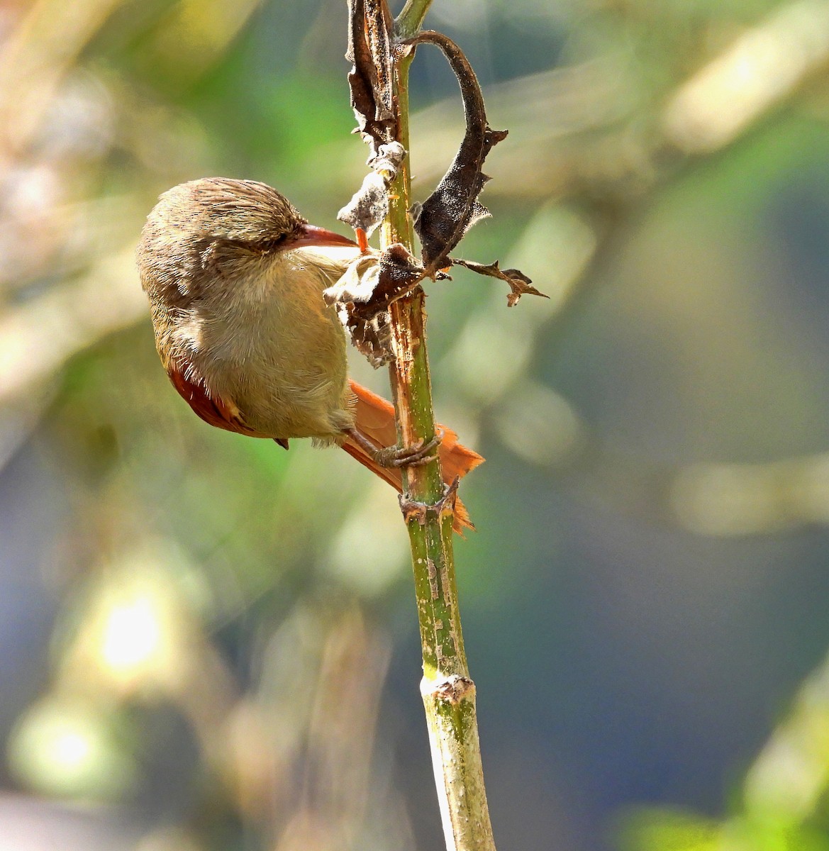 Crested Spinetail - ML617015697