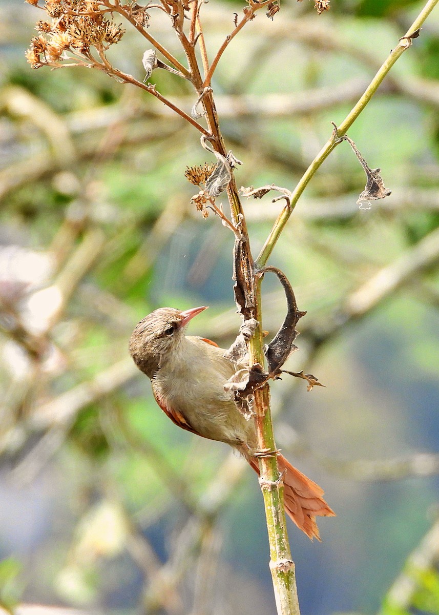 Crested Spinetail - ML617015698
