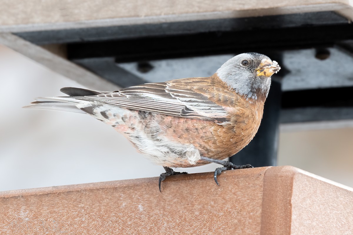 Gray-crowned Rosy-Finch - ML617015736