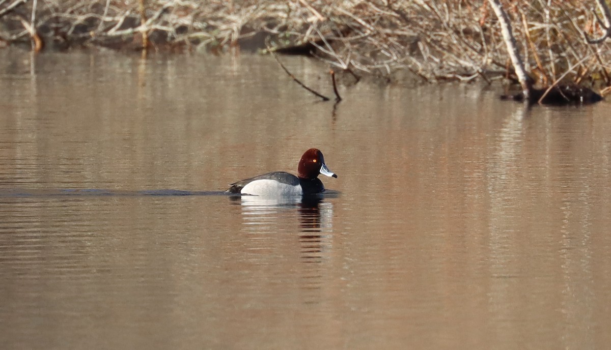 Redhead x Ring-necked Duck (hybrid) - ML617015739