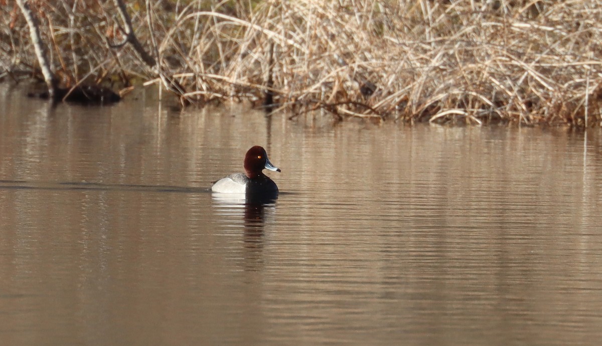 Redhead x Ring-necked Duck (hybrid) - ML617015753