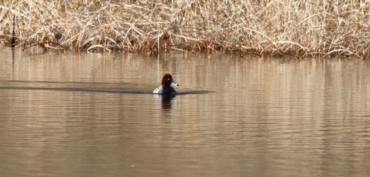 Redhead x Ring-necked Duck (hybrid) - ML617015761