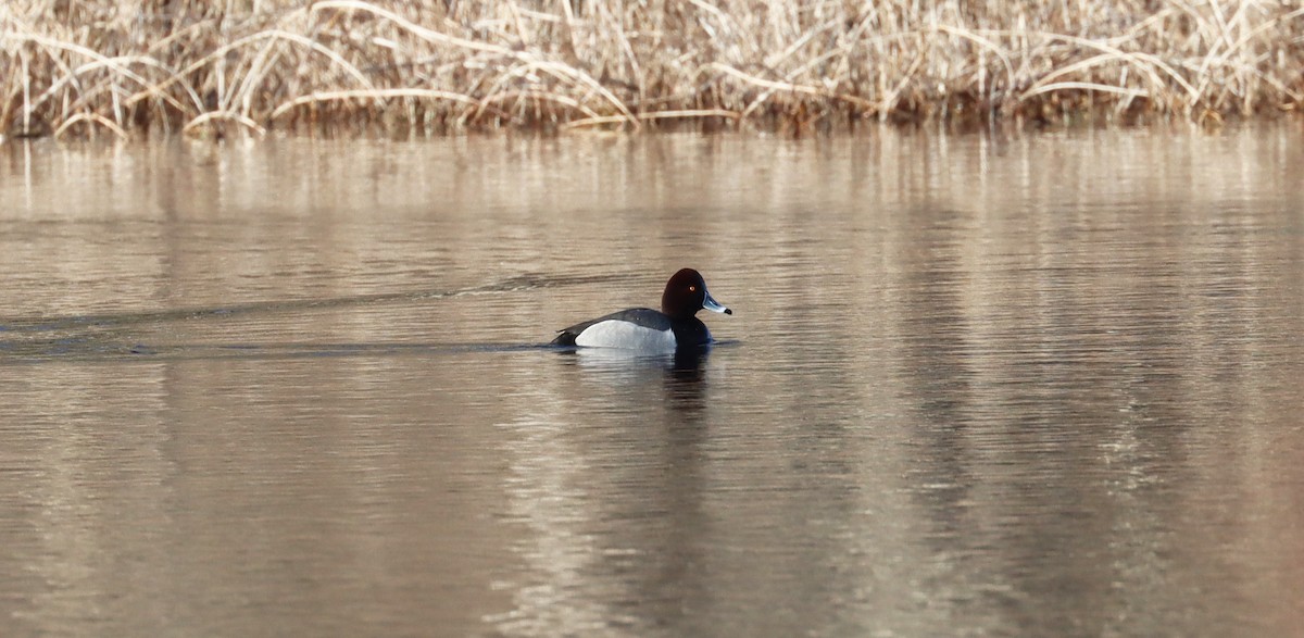 Redhead x Ring-necked Duck (hybrid) - ML617015771