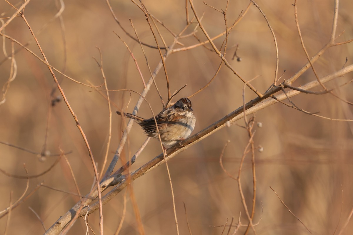 Swamp Sparrow - ML617016089